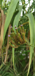 绿色植物上的紫色花朵