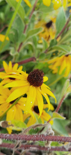 黄色黑心菊绽放于绿野