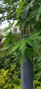 电杆藏于绿叶间