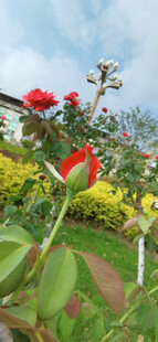 花园中的多彩花卉绽放