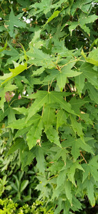 繁茂的枫树枝叶