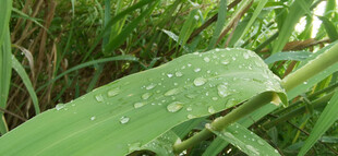 叶片上的晶莹露珠