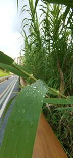 雨后河畔翠绿芦苇