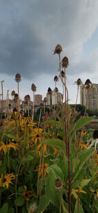 城市边的灿烂黑心菊景观