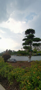 园林景观中的造型绿植