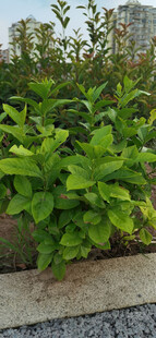 公园里栀子花生机勃勃