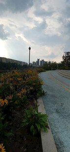 城市道路旁的绿植与天空