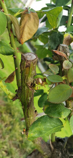 绿叶间的植物细节