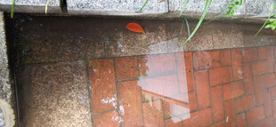 积水的红砖地面场景