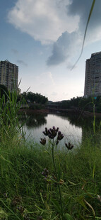 湖畔绿植与远处高楼景致
