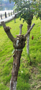 奇特造型的树木景观