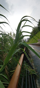 河岸芦苇步道