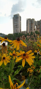 城市边的灿烂黄色花朵