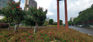 城市路边绿植景观