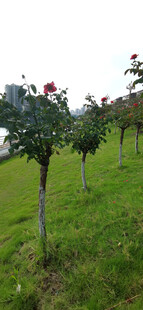 田园中排列整齐的月季花树