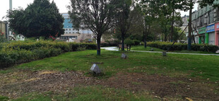 户外草地与树木景观