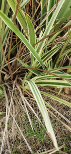 翠绿繁茂的草本植物特写