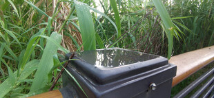 黑色柱子置于绿植旁