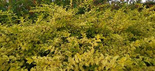 金黄繁茂灌木丛