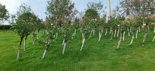 绿树成排的清新园林景观