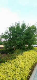 金黄树叶与葱郁绿树