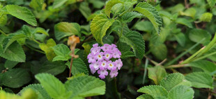 绿叶丛中的紫色小花