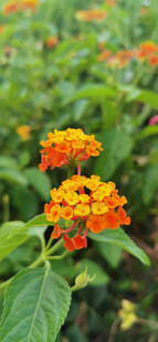 橙色小花绽放绿叶间