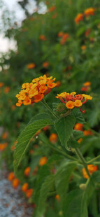 橙色小花绽放绿叶间