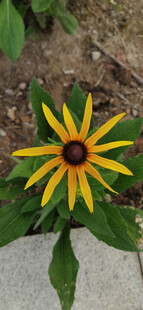 黄色花瓣带黑边的美丽花朵