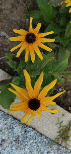 路边绽放的美丽黑心菊