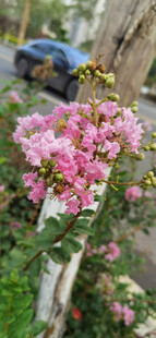 娇艳蔷薇花绽放