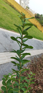 路边的绿色植物