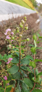 绿叶间绽放的紫色小花