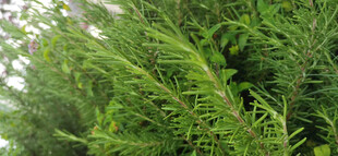 翠绿繁茂的枝叶景观