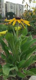 黄色黑心菊绽放于户外