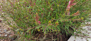 绿叶间的红色小花植物