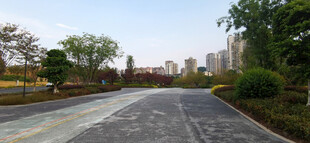 城市中宽阔的林荫道路