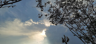 透过枝叶看天空的光影