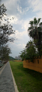 户外林荫小道风景