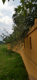 黄色墙边绿植景观