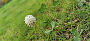 草地上的白色小花