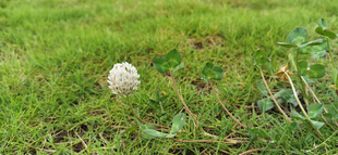 草地上的白色绒球