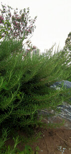 翠绿繁茂的灌木丛