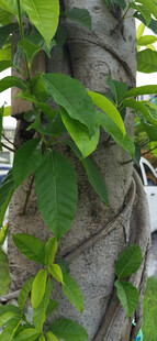 缠绕树干的翠绿藤蔓