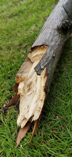 断裂树干横卧翠绿草地