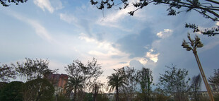 蓝天白云下的树木景观