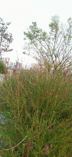 野外繁茂的绿色植物景观