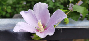 粉色木槿花特写