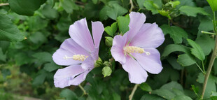 两朵绽放的淡紫色木槿小花