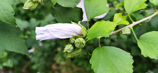 枝头待放的木槿花